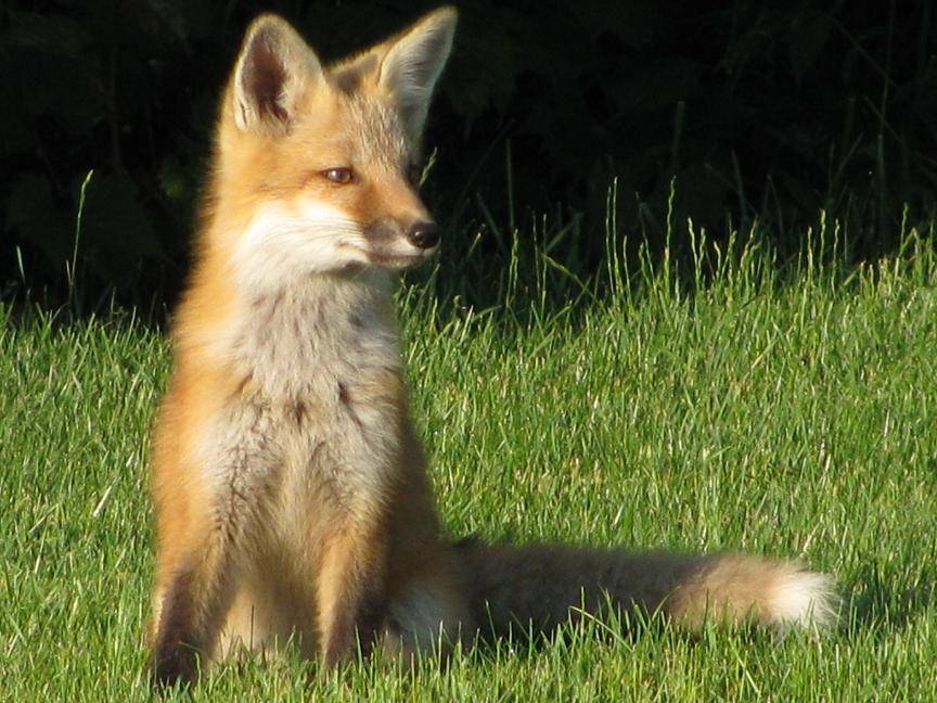 Attached picture Baby foxes 2.JPG